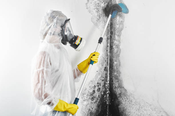 Best Forensic Mold Investigation  in Greenfield, TN