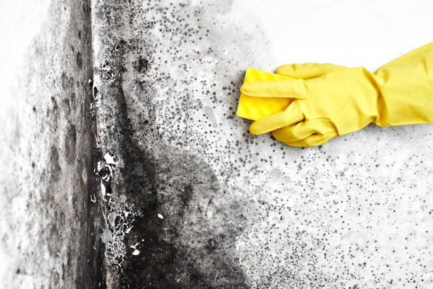 Best HVAC Mold Inspection and Cleaning  in Greenfield, TN